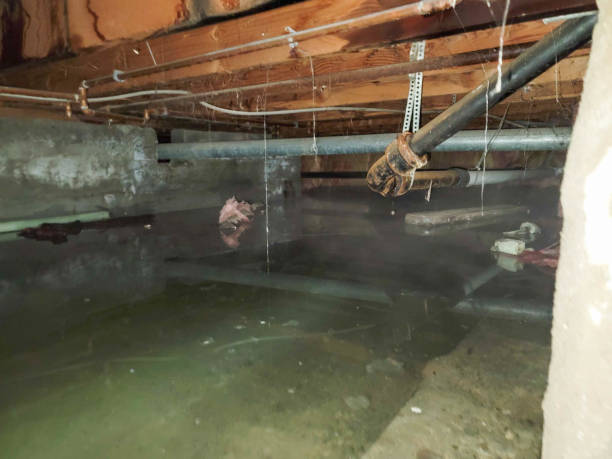 Best Water damage cleanup near me  in Madera Ranchos, CA